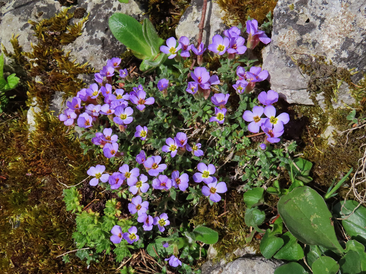 Tařička obrubníková (Aubrieta columnae Guss.)