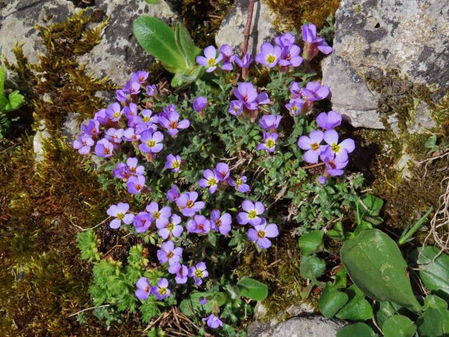 Tařička obrubníková (Aubrieta columnae Guss.)