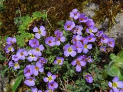 Tařička obrubníková (Aubrieta columnae Guss.)