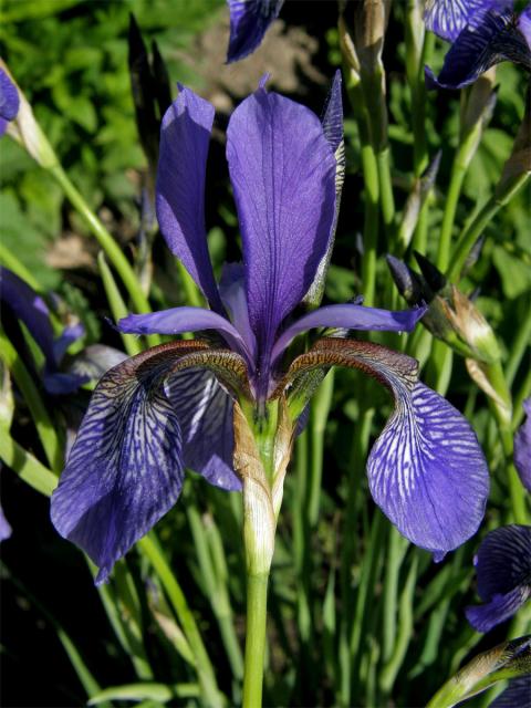 Kosatec sibiřský (Iris sibirica L.)