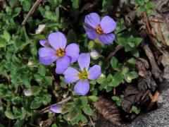 Tařička obrubníková (Aubrieta columnae Guss.)