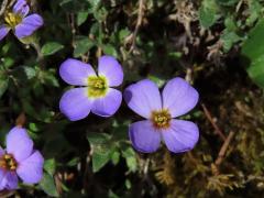 Tařička obrubníková (Aubrieta columnae Guss.)