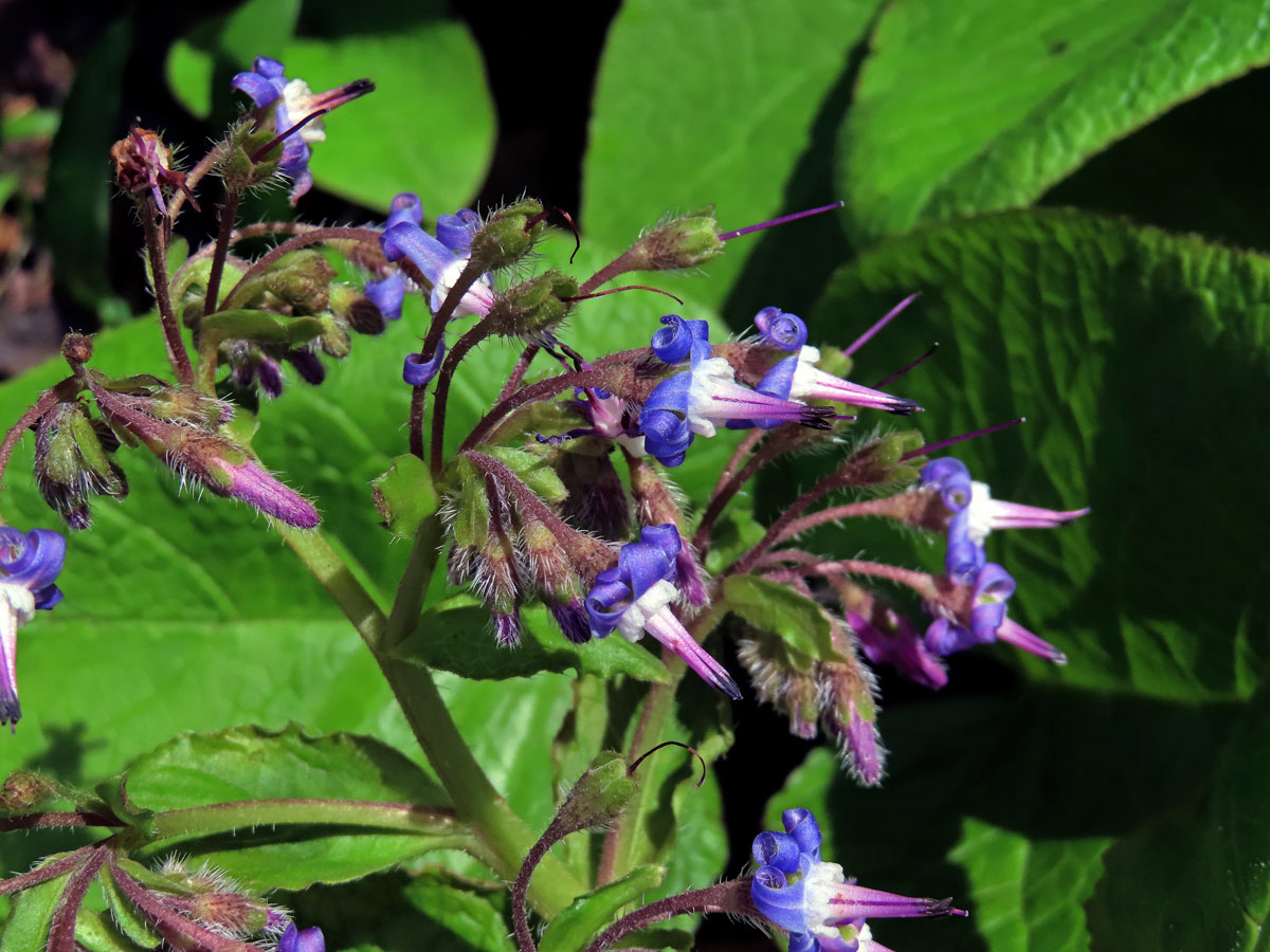 Trachystemon orientalis (L.) G. Don