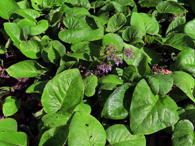 Trachystemon orientalis (L.) G. Don