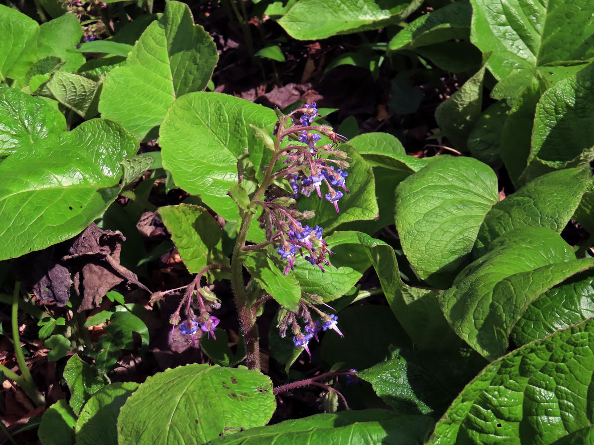 Trachystemon orientalis (L.) G. Don