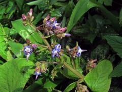 Trachystemon orientalis (L.) G. Don