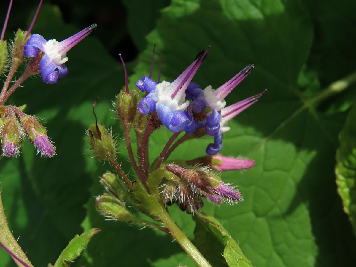 Trachystemon orientalis (L.) G. Don