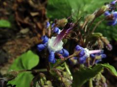 Trachystemon orientalis (L.) G. Don