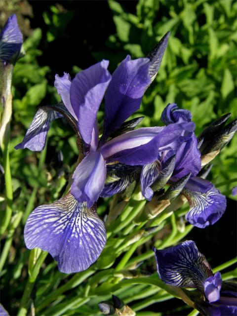 Kosatec sibiřský (Iris sibirica L.)