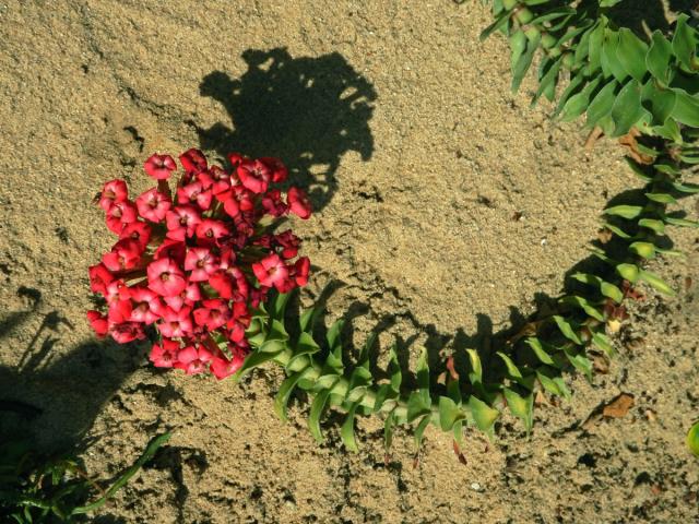 Tlustice (Crassula coccinea L.)