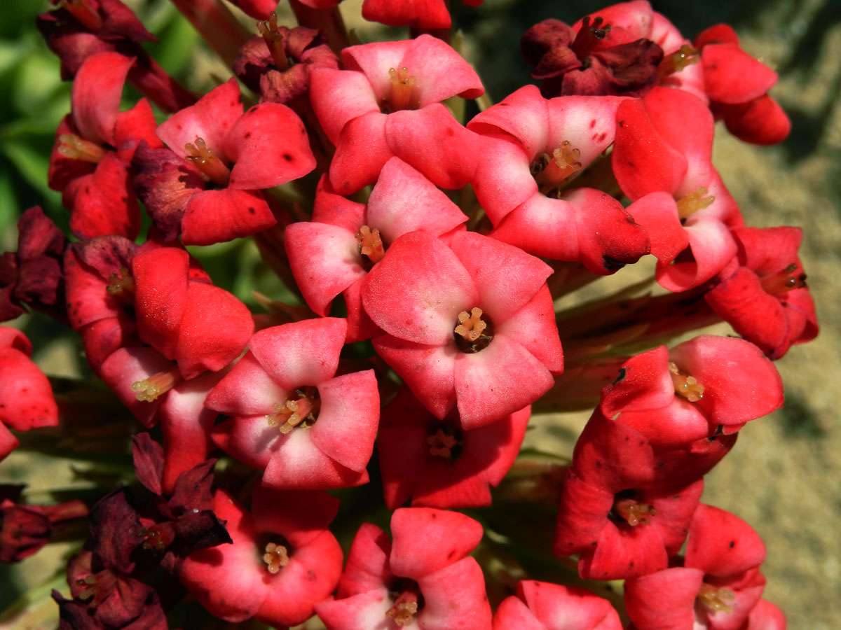 Tlustice (Crassula coccinea L.)