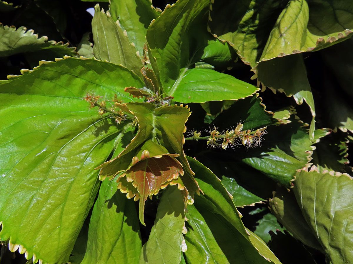 Palnice (Acalypha wilkesiana Müll. Arf.)