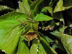 Palnice (Acalypha wilkesiana Müll. Arf.)   