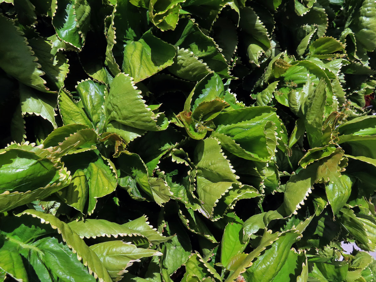 Palnice (Acalypha wilkesiana Müll. Arf.)