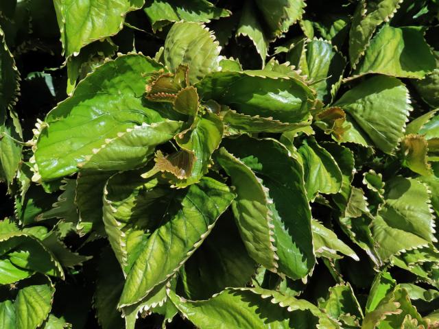 Palnice (Acalypha wilkesiana Müll. Arf.)