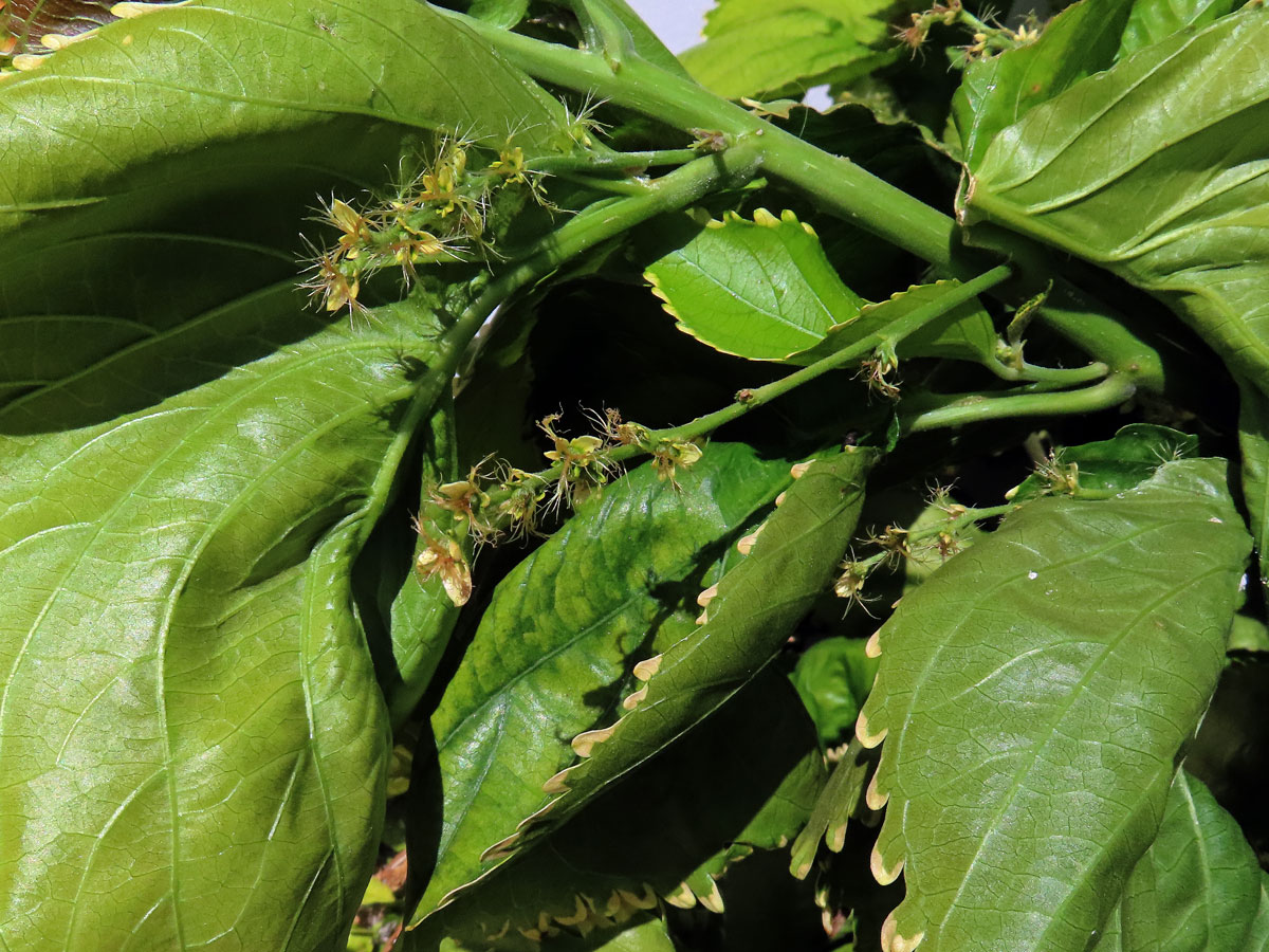 Palnice (Acalypha wilkesiana Müll. Arf.)