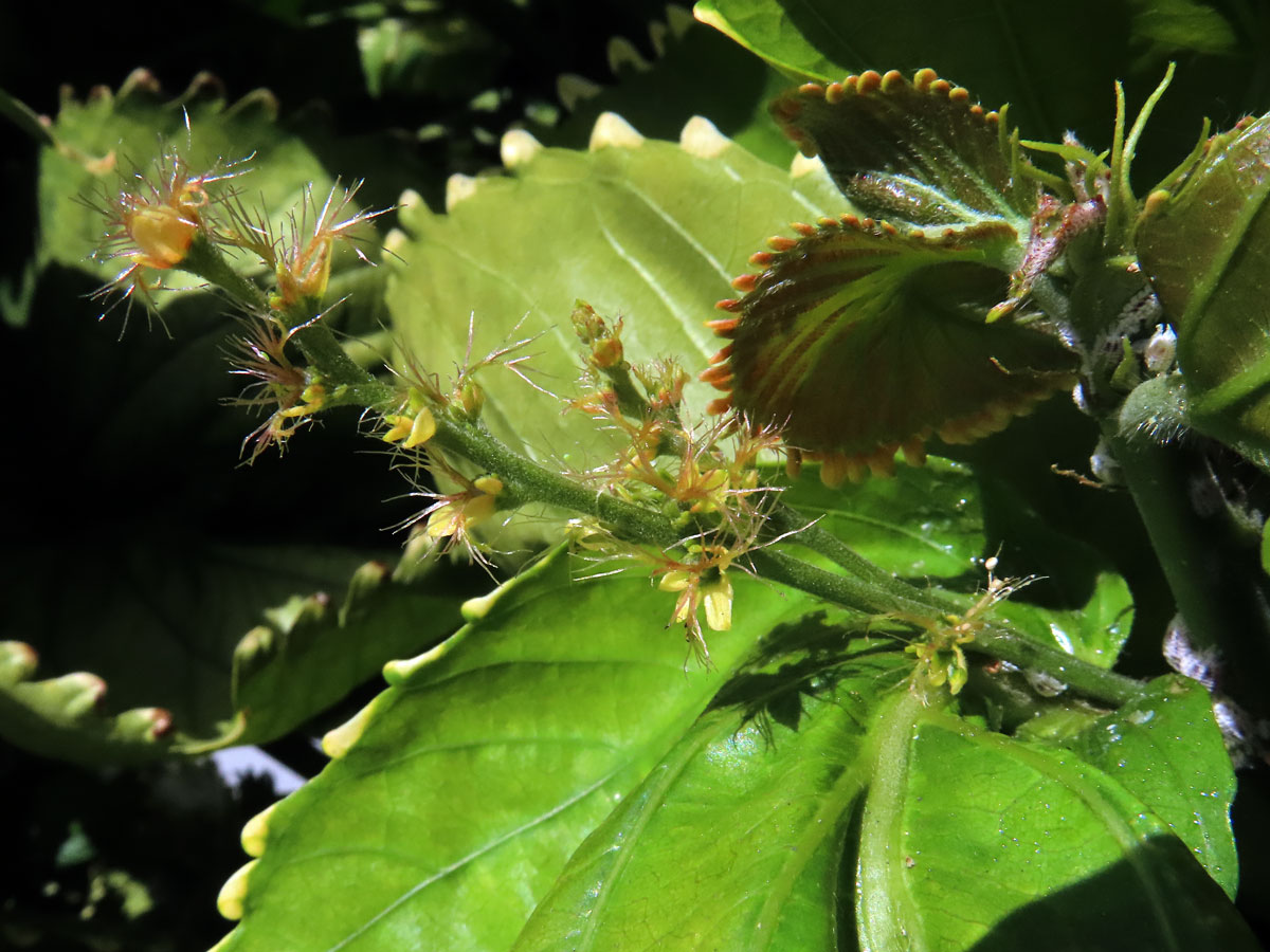 Palnice (Acalypha wilkesiana Müll. Arf.)