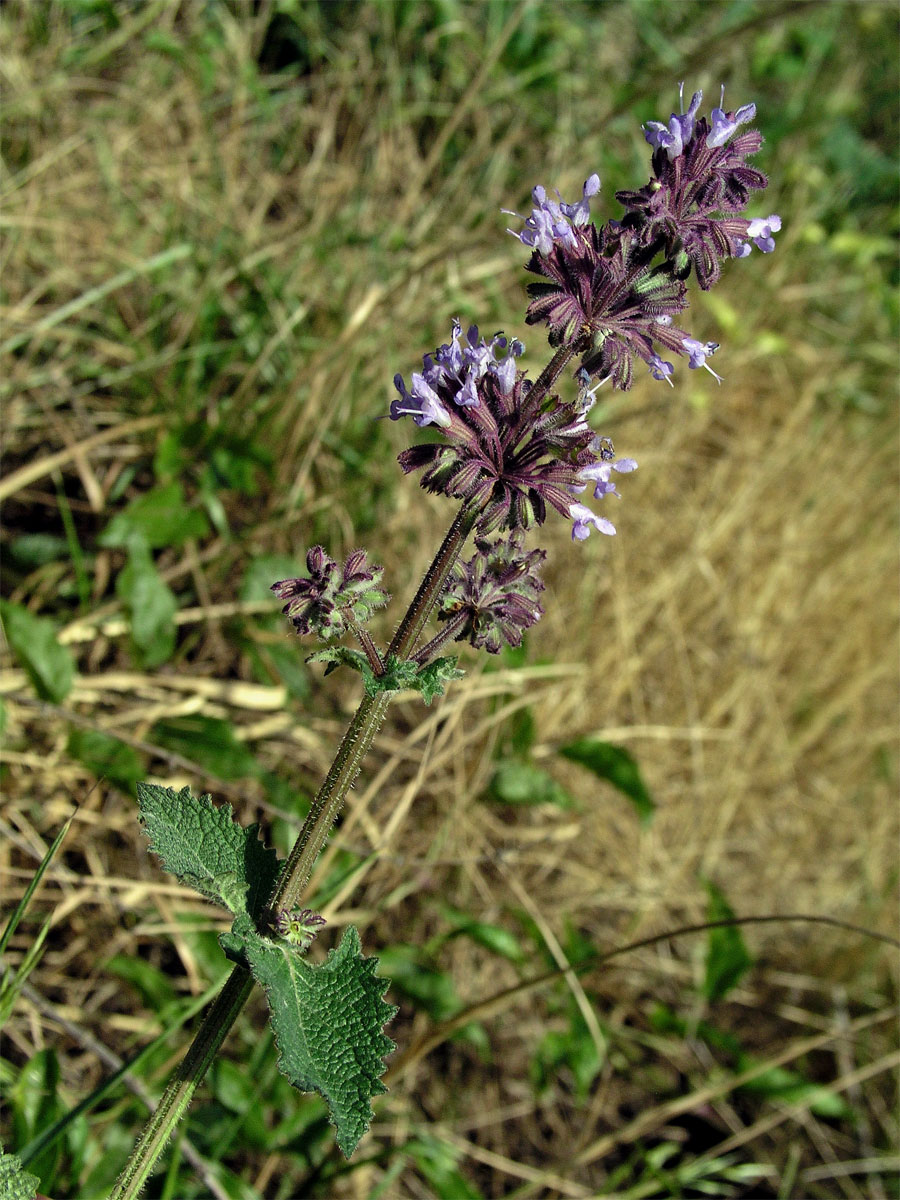 Šalvěj přeslenitá (Salvia verticillata L.)