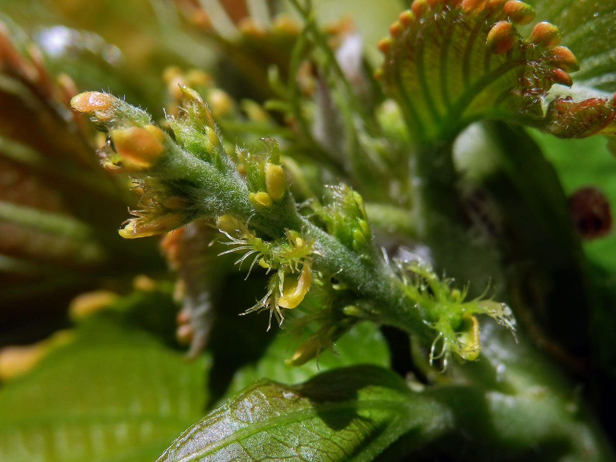 Palnice (Acalypha wilkesiana Müll. Arf.)