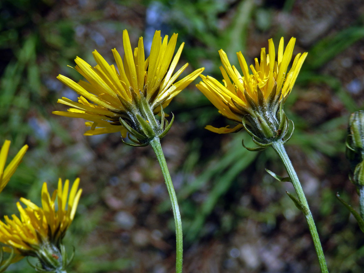 Škarda dvouletá (Crepis biennis L.)