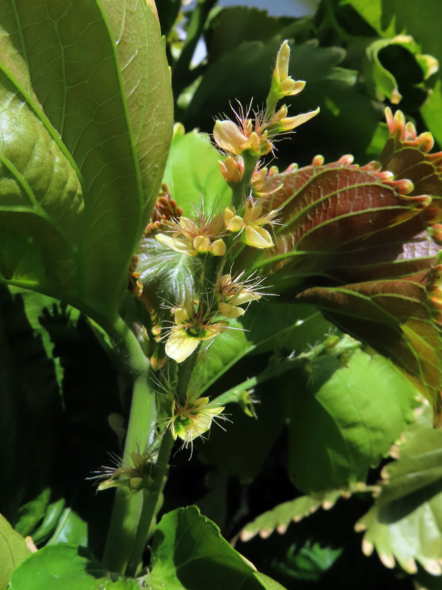 Palnice (Acalypha wilkesiana Müll. Arf.)