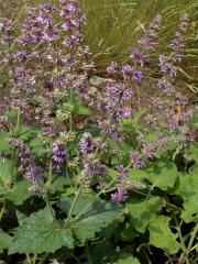 Šalvěj přeslenitá (Salvia verticillata L.)