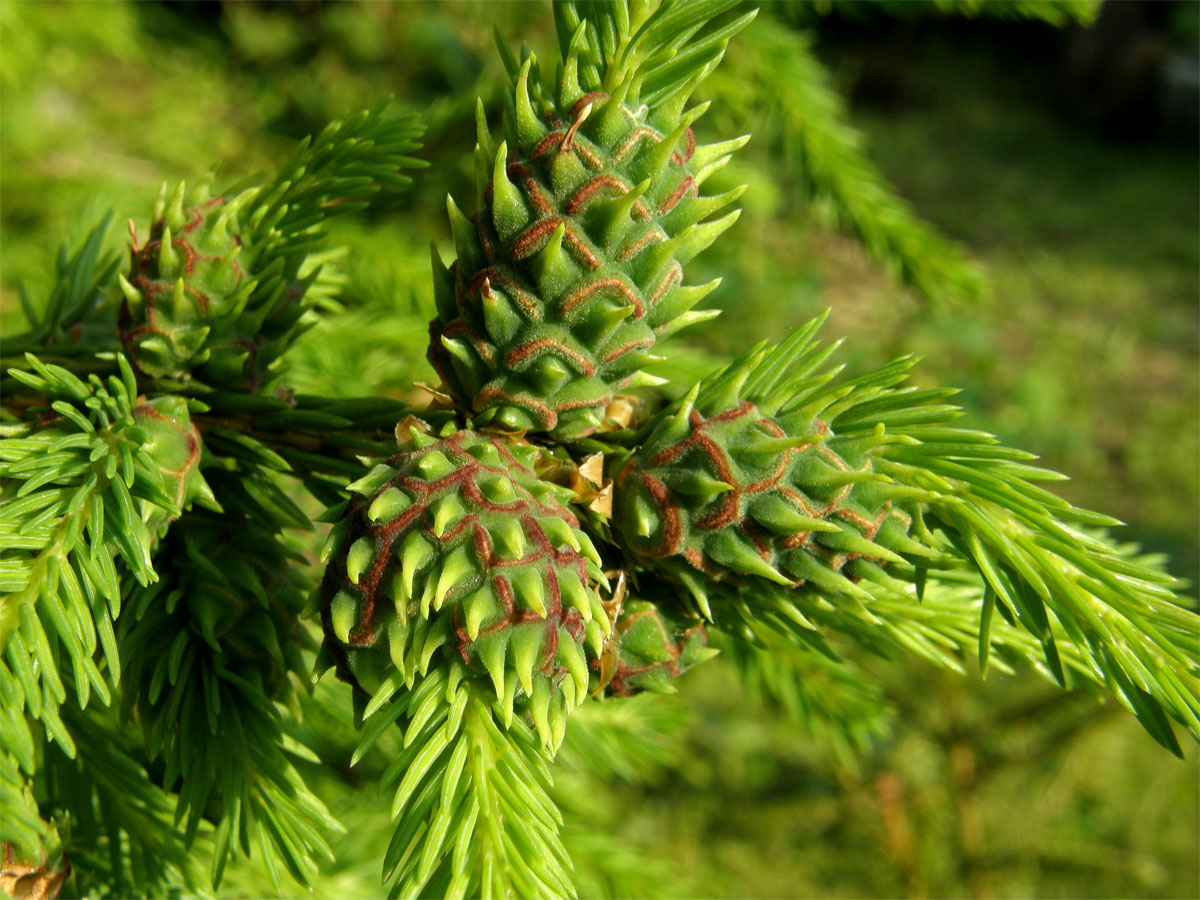 Hálky korovnice smrkové (Sacchiphantes abietis)