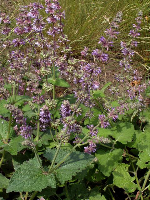 Šalvěj přeslenitá (Salvia verticillata L.)