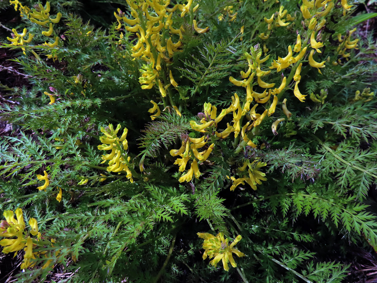 Dymnivka (Corydalis flexuosa Franch.)