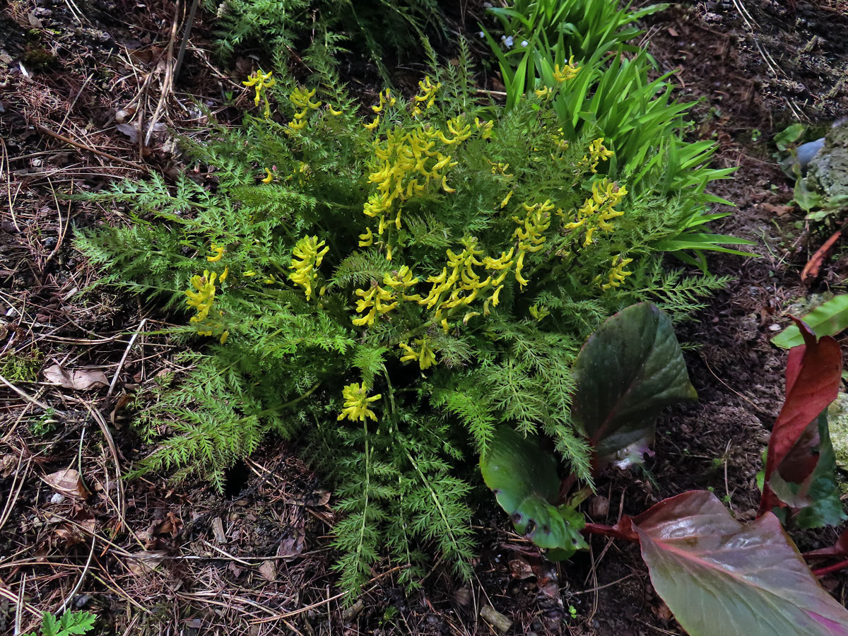 Dymnivka (Corydalis flexuosa Franch.)