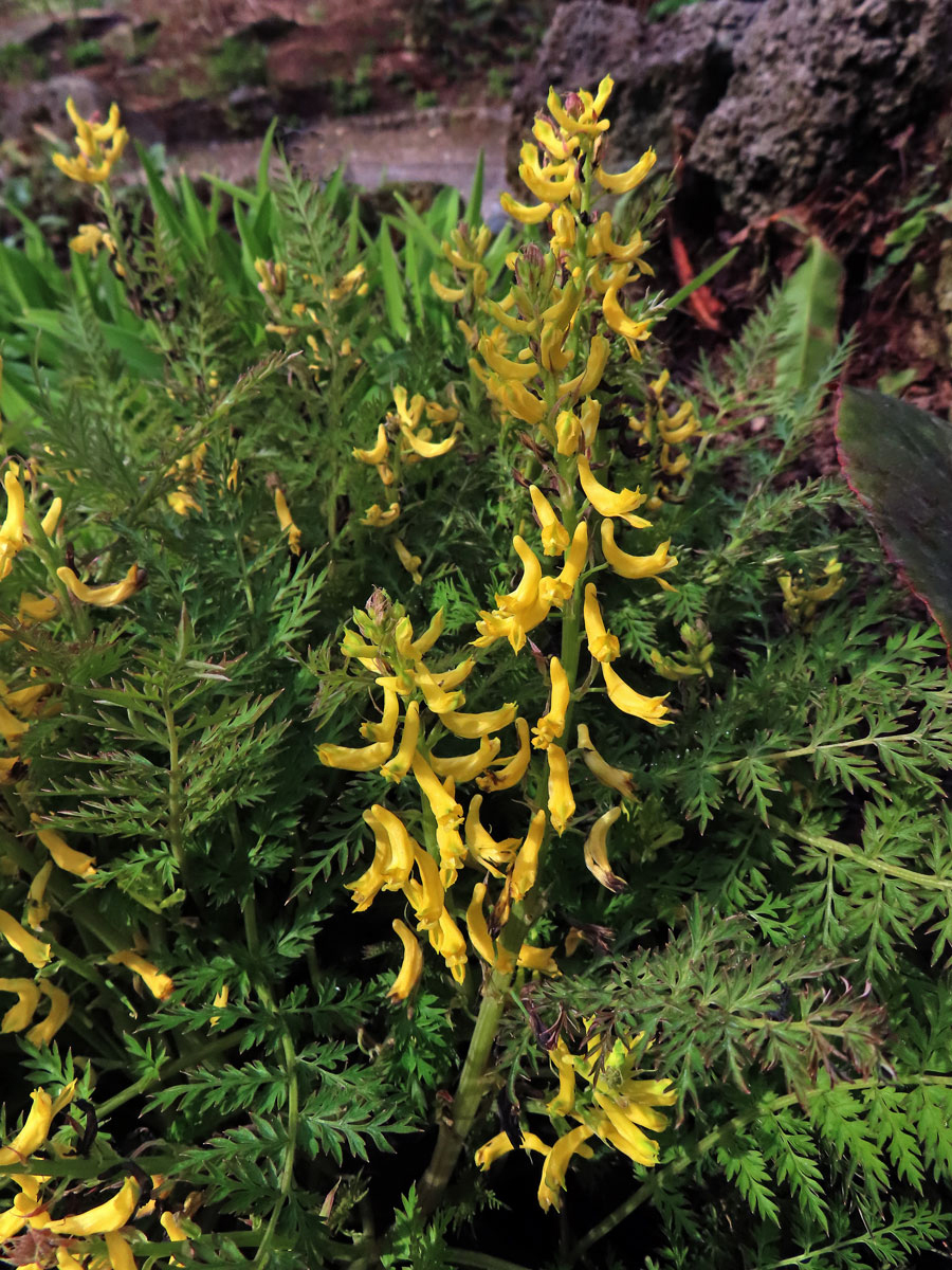 Dymnivka (Corydalis flexuosa Franch.)