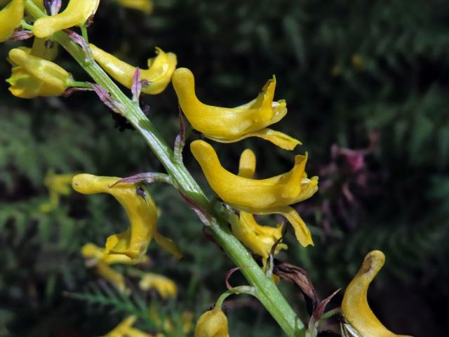 Dymnivka (Corydalis flexuosa Franch.)