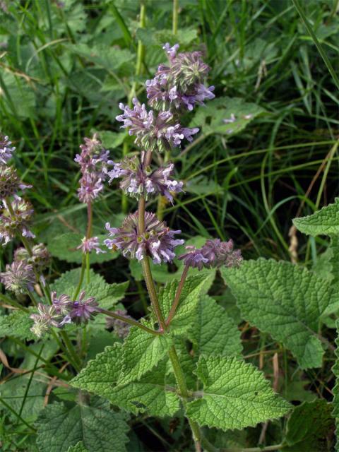 Šalvěj přeslenitá (Salvia verticillata L.)