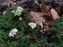 Pumpava (Erodium chrysanthum L'Hér. ex DC.)