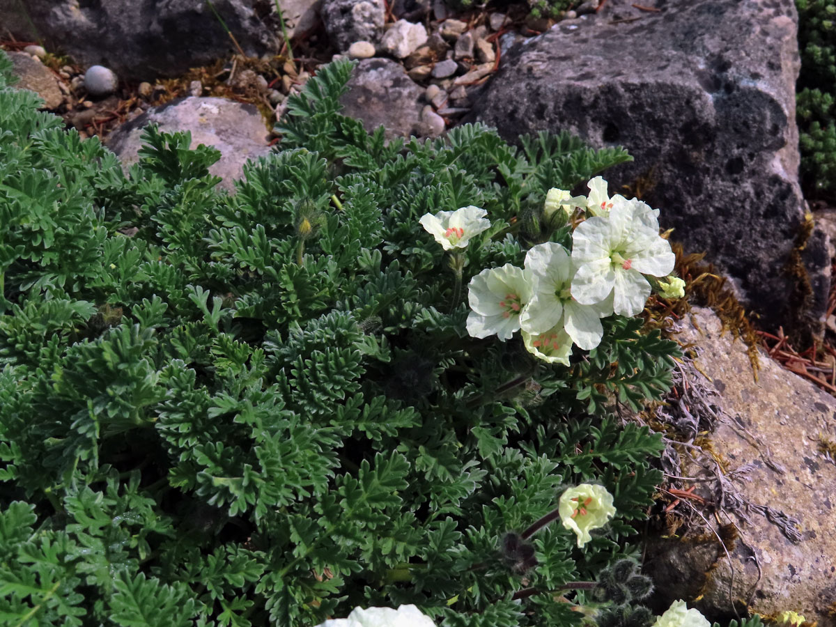 Pumpava (Erodium chrysanthum L'Hér. ex DC.)