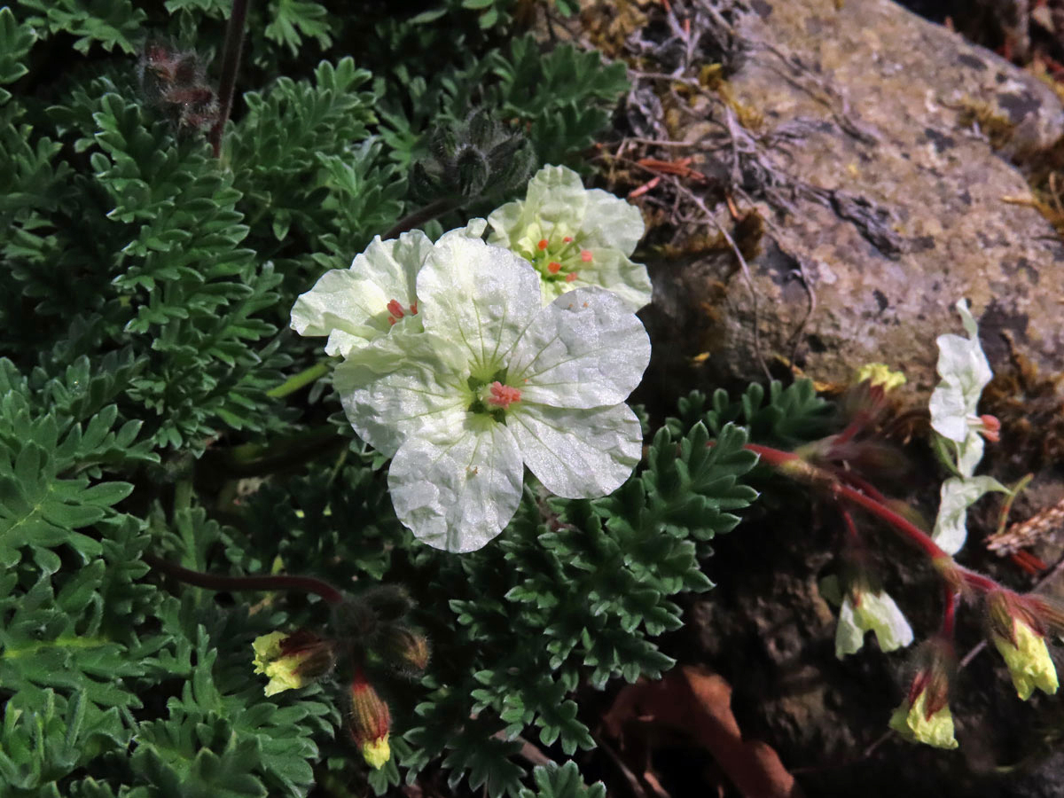 Pumpava (Erodium chrysanthum L'Hér. ex DC.)