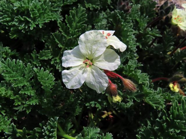 Pumpava (Erodium chrysanthum L'Hér. ex DC.)