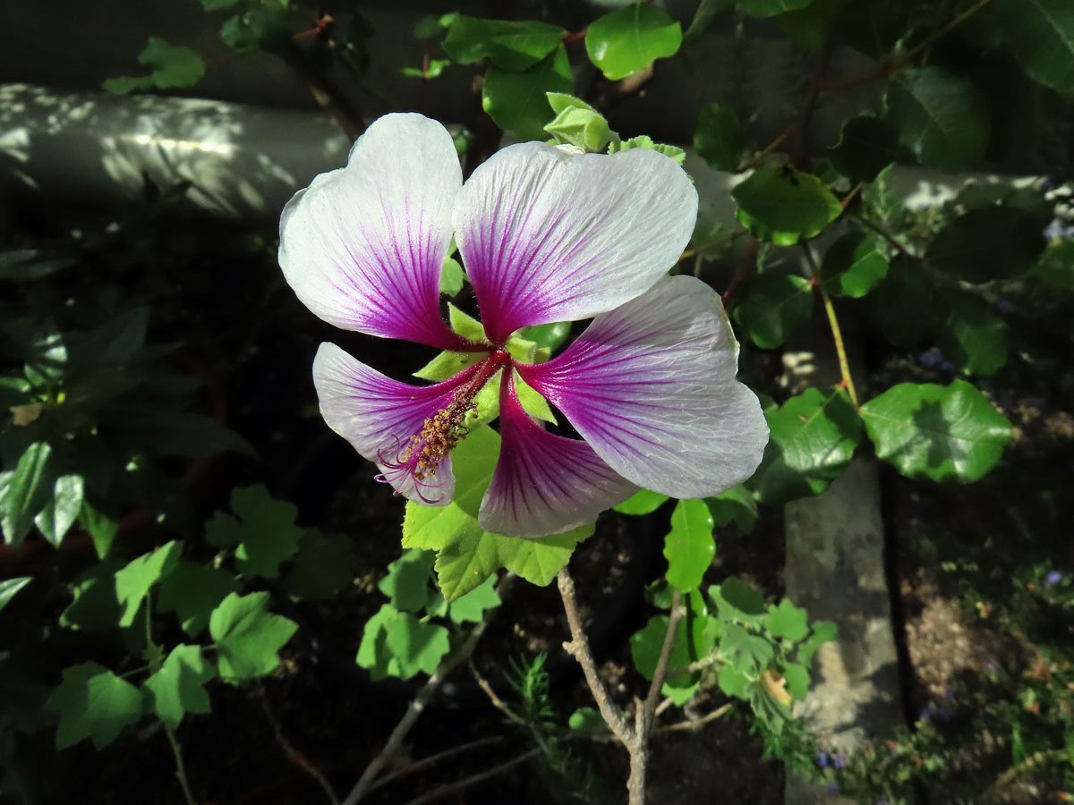 Slézovec přímořský (Lavatera maritima Gouan)