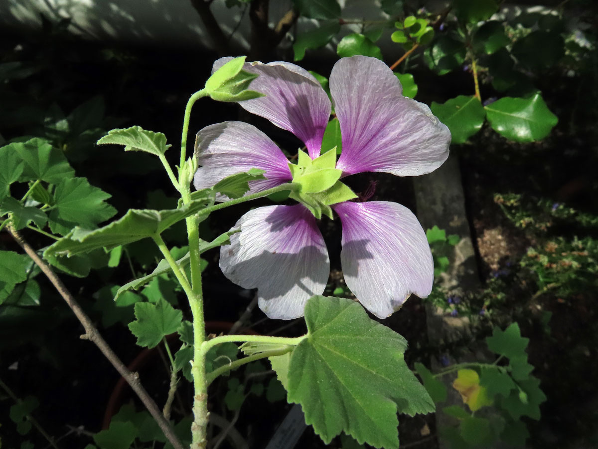 Slézovec přímořský (Lavatera maritima Gouan)