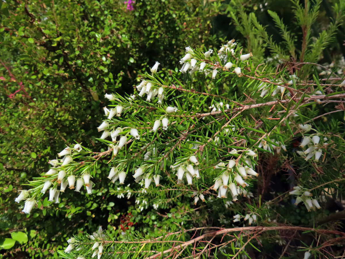 Vřesovec (Erica caffra L.)