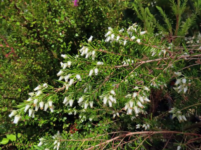 Vřesovec (Erica caffra L.)