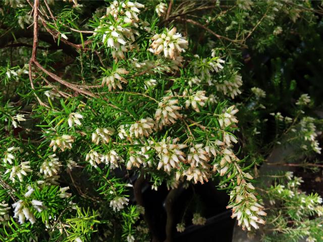 Vřesovec (Erica caffra L.)