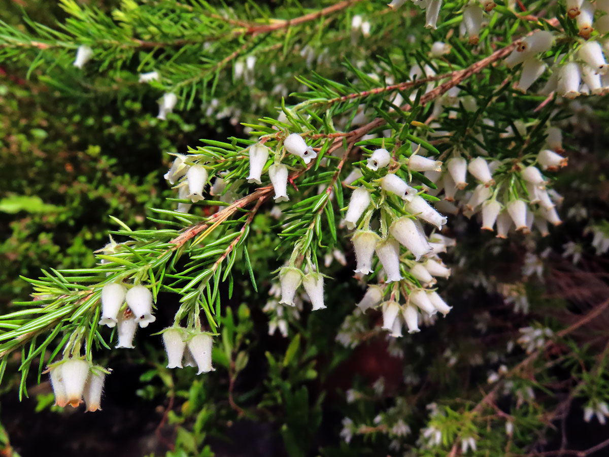 Vřesovec (Erica caffra L.)