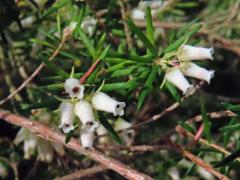 Vřesovec (Erica caffra L.)