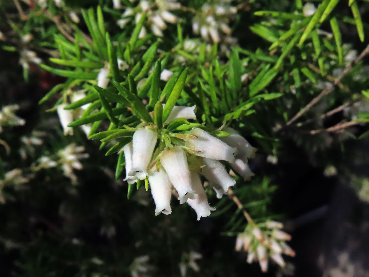 Vřesovec (Erica caffra L.)