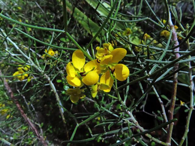 Senna artemisioides (Gaudich. ex DC.) Randell