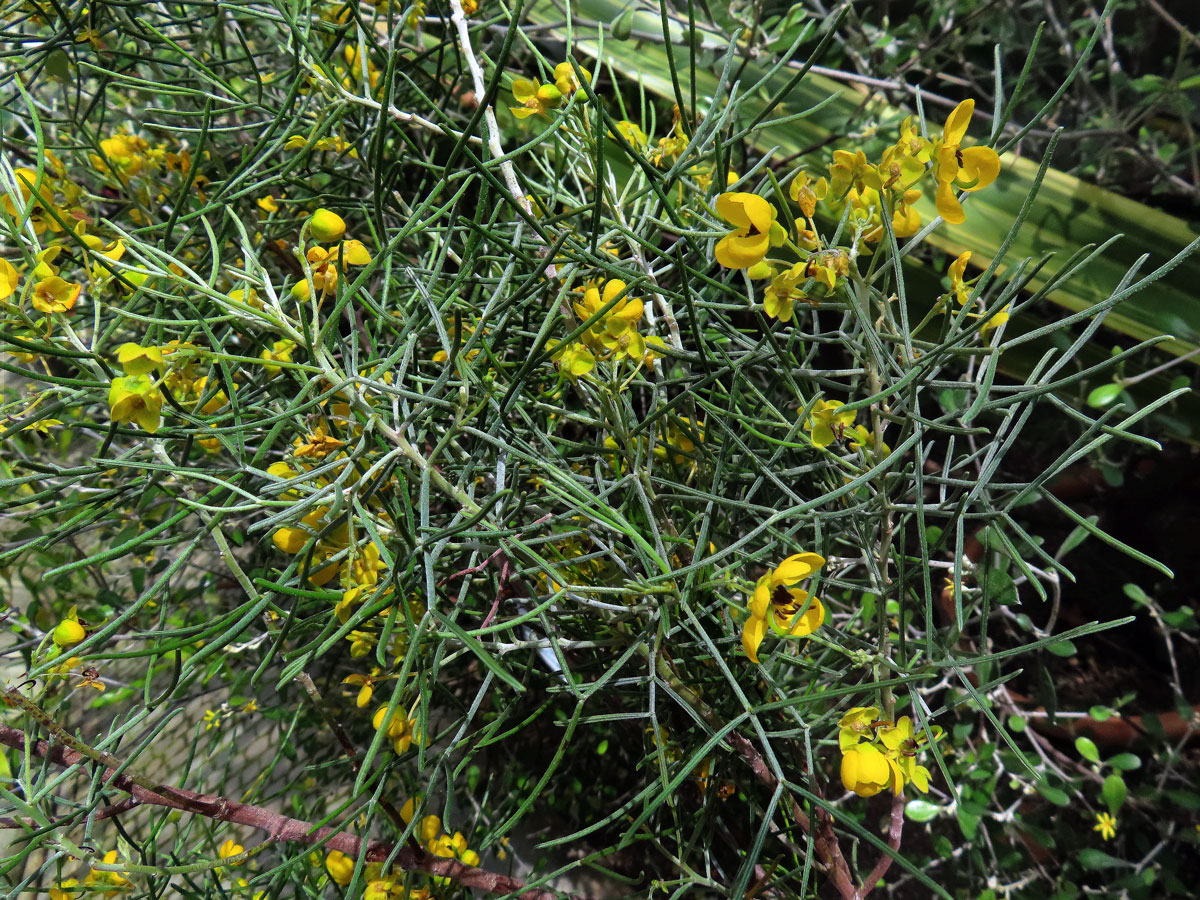 Senna artemisioides (Gaudich. ex DC.) Randell