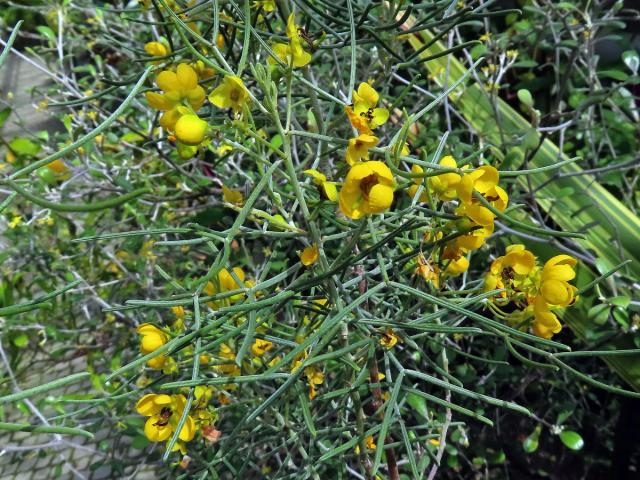 Senna artemisioides (Gaudich. ex DC.) Randell