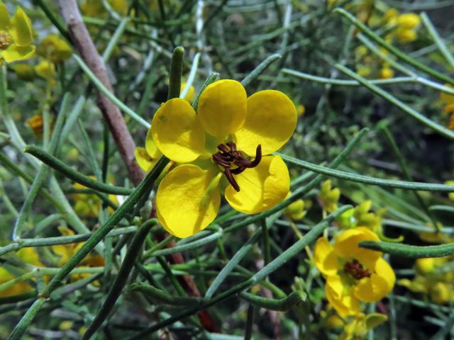 Senna artemisioides (Gaudich. ex DC.) Randell