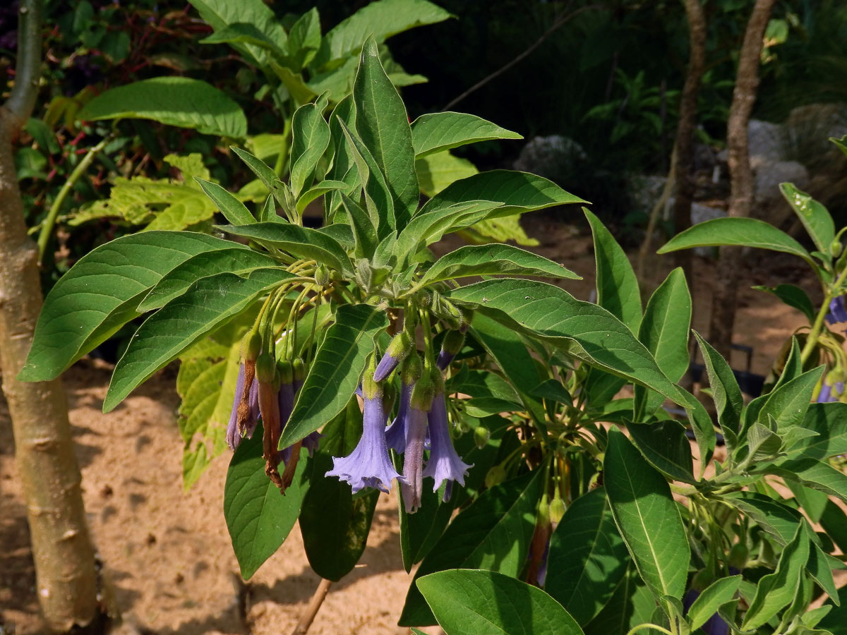 Fialkovec (Iochroma australe Griseb.)